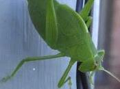 Katy Camouflage Well