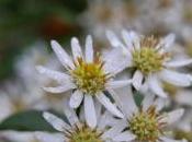 Plant Week: Aster Ageratoides Var. Ovatus