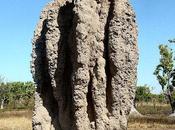 Miraculous Termite Mounds