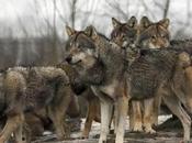 Ojibwe Members Protest Minn. Wolf Hunt