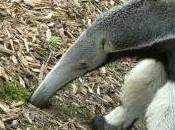 Featured Animal: Anteater