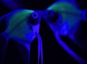 Scientists Steal Sheldon’s Idea Make Glow Dark Fish