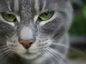 Late…and Miss Cat.