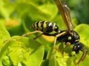 Featured Animal: Wasp