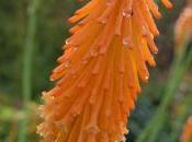 Plant Week: Kniphofia Triangularis