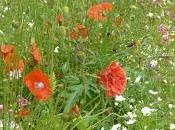 Businesses Can't Arsed