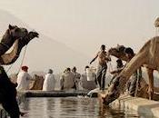 2012 Pushkar Camel Fair