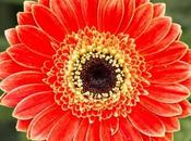 Gerbera Daisies