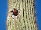 Desert Birds That Inside Cactus Their Home