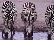 Zebras Their Stripes?