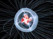 Wild Weird: Undersea Immortality