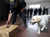 Questions Drug-Sniffing Dogs