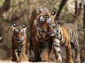 Discover Wildlife India