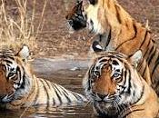 Wildlife Destinations Visit India Tour