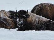 Stop Yellowstone’s Plans Slaughter Buffalo!