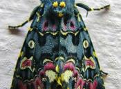 Creation: Lily Moth