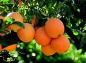 Product Fresh Navelina Oranges