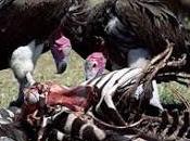 Democratic Vultures Upset Limits Much Meat They Pick Recently Deceased