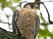 Featured Animal: Falcon