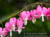 Photo: Bleeding Hearts