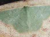 Creation: Emerald Moth