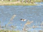 About Shelducks