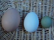 Lesson Green Eggs Guineas