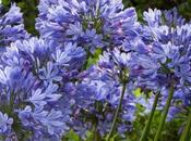 Lily Nile Agapanthus