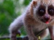 Wild Weird: Species Venomous Armpits Discovered Borneo