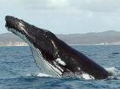 Featured Animal: Humpback Whale