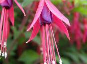 Plant Week: Fuchsia Magellanica