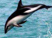 Featured Animal: Dusky Dolphin
