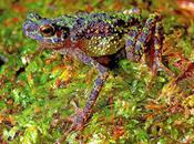 Rainbow Toad Rediscovered After Years