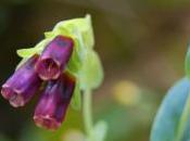 Plant Week: Cerinthe Major ‘Purpurascens’
