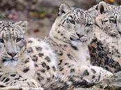 Snow Leopards Discovered Thriving Afghanistan