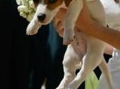 Become Wedding Planner Planning Weddings with Dogs