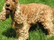 Featured Animal: English Cocker Spaniel