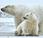 Today's Polar Bears Trace Ancestry Ireland