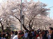 Flowers! Spring Flower Festival