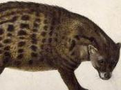 Featured Animal: African Civet