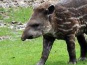 Featured Animal: Tapir