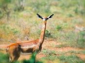 Strange Elegance Giraffe-Necked Antelope