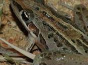 Featured Animal: Striped Rocket Frog