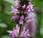 Plant Week: Stachys Officinalis ‘Hummelo’