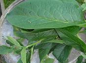 Making Comfrey