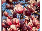 Photo: Saucer Magnolias