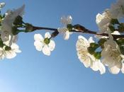 Cherry Blossoms Blue