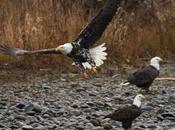 Rare Bald Eagle Spotted State