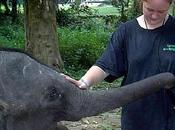 Volunteer Malaysia: Kuala Gandah Elephant Sanctuary
