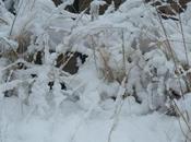 Snow Blues